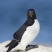 razorbill_msi_v_1337_can0957.jpg